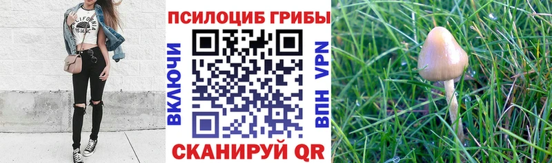 Галлюциногенные грибы GOLDEN TEACHER  купить закладку  Хилок 